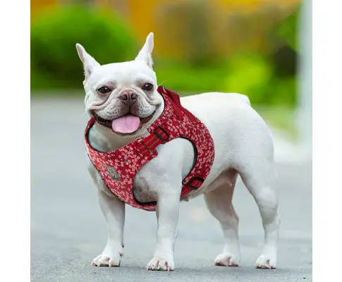 Floral Doggy Harness Red M