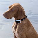 Pawfit 3 Tracker